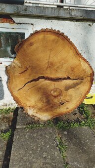 Dubový koláč 110cm, kmen, vhodný na stůl - 4