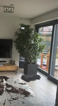 Ficus Benjaminus XXL cca 220cm - 4