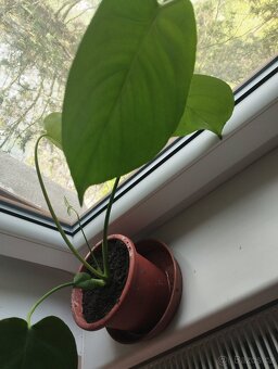 Prodám Monstera skvostná - 4