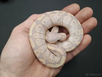 Krajta královská -mláďata 2025 - 4