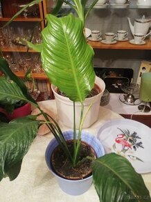 Tlustice symbol bohatství - 4