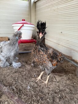 Pavlovska slepice - 4