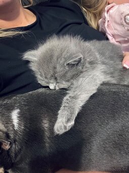 🩶Britská koťátka hledají milující domov🩶 - 4