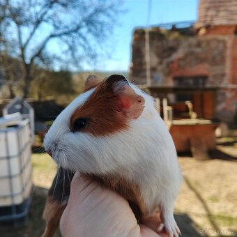 Morče hladkosrsté - 4