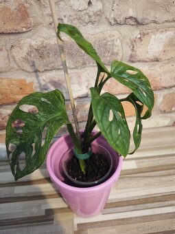 Monstera adansonii mint - 4