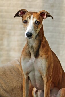 Whippet (vipet) štěňata k zadání - 4