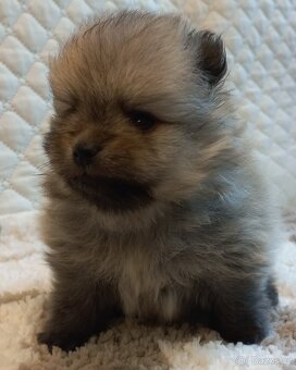 Pomeranian  - kluci - pidi - 4