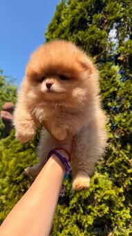 Pomeranian - 4
