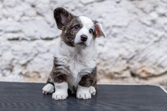 Welsh Corgi Cardigan – štěňata s PP - 4
