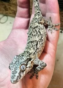 Rhacodactylus Auriculatus - Pagekon hrbolkohlavy - 4