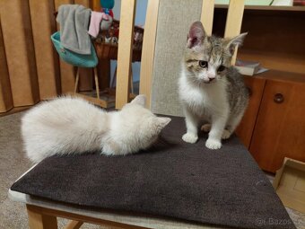 Hravé koťátka - 4