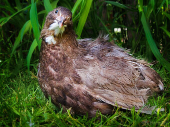 Amerika Mix křepelka - Vejce do líhně + Topný sáček - 4