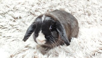 Zakrslý beránek, králíček, králík - 4