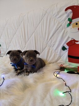 Stafordšírský bulteriér - 4