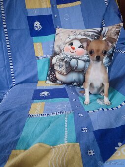 Čivava krátkosrstá - 4