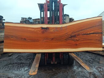 Jilm horský ,,stolové desky,, - 4