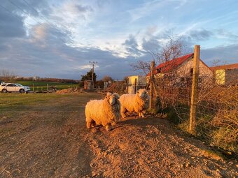 Romney Marsch Kent - 4