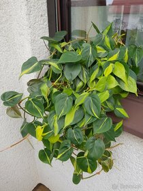 Philodendron Brasil XXL - 4