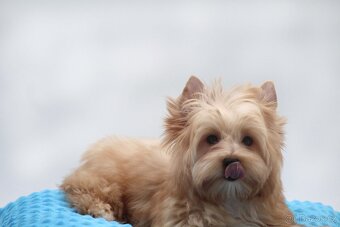 golddust yorkshire terrier s PP - 4