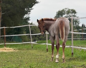 AQH hřebeček ze zahraničního spojení - 4