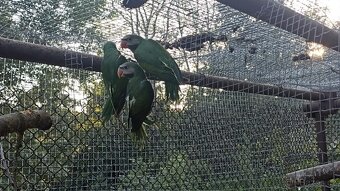 Prodám Alexandr růžový vousatý - 4