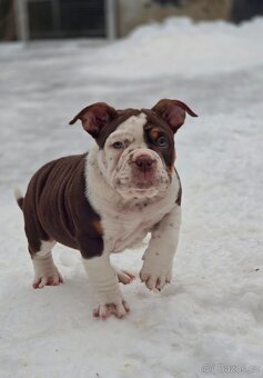 American Bully štandard - 4