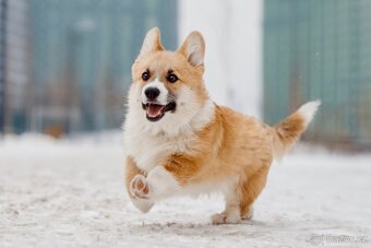 Welsh Corgi Pembroke PP FCI - 4