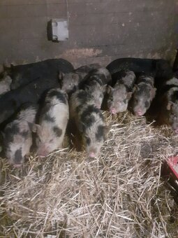 Kune kune - 4