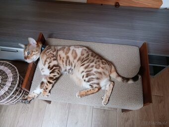 Bengalka kočka - 4