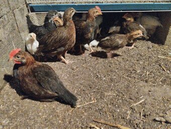 Leghorn,Vlaška koroptví a Australka velká - 4