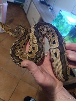 Krajta královská - 4