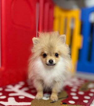 Pomeranian mini S PP - 4