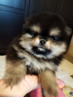 Pomeranian - 4