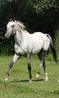 Prodám atraktivní mladou klisnu - 4