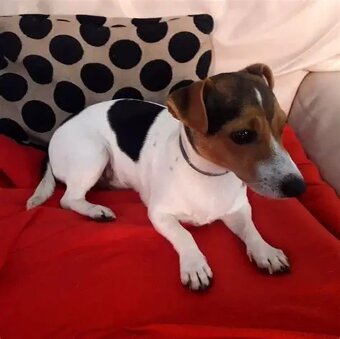 Jack Russell teriér - 4