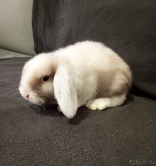 Zakrslý beránek králíček - 4