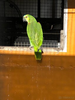 Amazoňan modrocely - 4