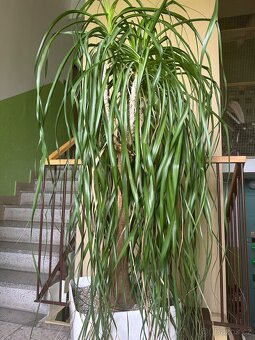 Sloní noha - bokarnea tlustokmenná - 4