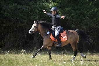 Krásná WMP kobyla pro malé děti - 4