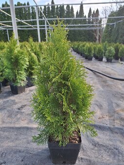 Thuje smaragd (tuje) - 4