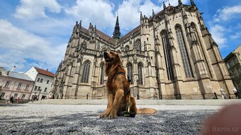 Krytí - Zlatý retrívr - 4