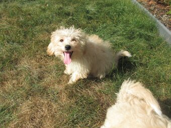 Maltipoo - 4
