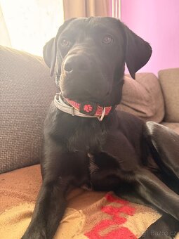Daruji fenku labradora - 4