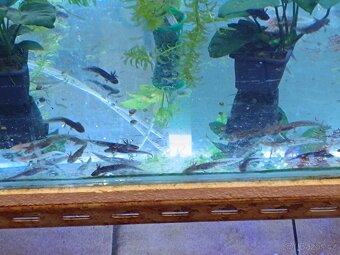 Axolotl mexický - 4