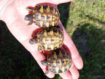 Suchozemská želva zelenavá, testudo hermanni - 4