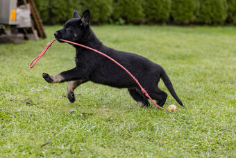 Německý  ovčák - pejsek s PP - 4