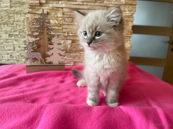 Ragdoll koťátka bez PP - 4
