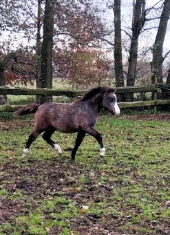 Plemenný hřebec wmp - 4