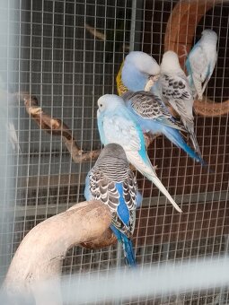 Kakariky,korela,andulka - 4