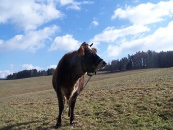 Jalovice 100% Jersey - 4